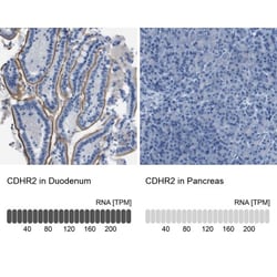 PCLKC Antibody, Novus Biologicals 0.1mL; Unlabeled:Antibodies, Polyclonal